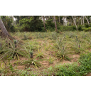 Ananas - nasad.jpg<>Nasad ananasa